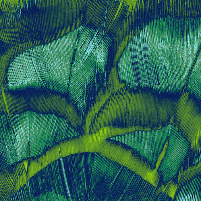 Digitaldruck Vlies Fototapete | Feathers | 200 x 250 cm