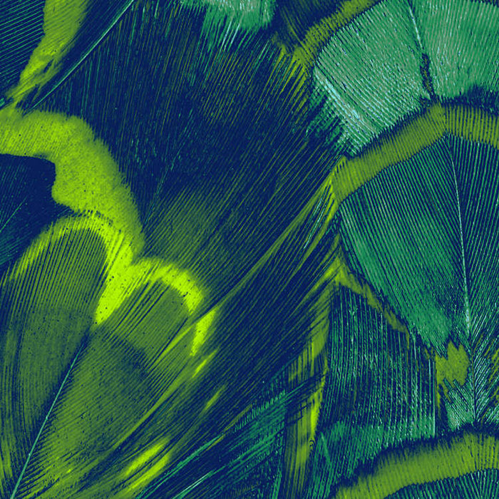 Digitaldruck Vlies Fototapete | Feathers | 200 x 250 cm