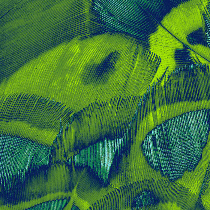 Digitaldruck Vlies Fototapete | Feathers | 200 x 250 cm