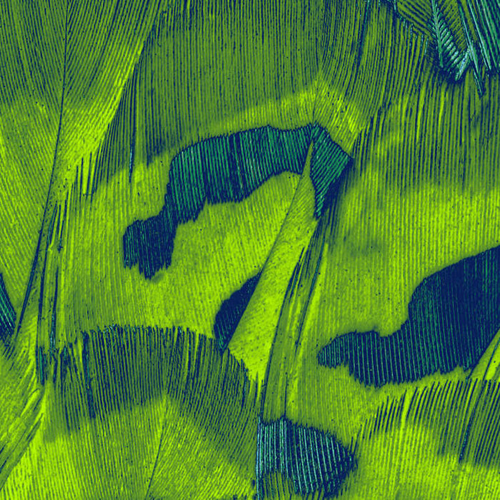Digitaldruck Vlies Fototapete | Feathers | 200 x 250 cm
