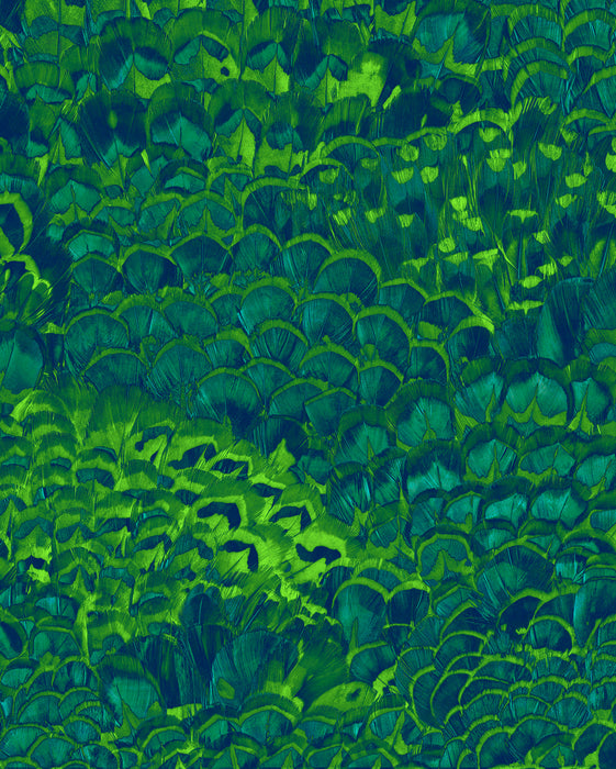 Digitaldruck Vlies Fototapete | Feathers | 200 x 250 cm