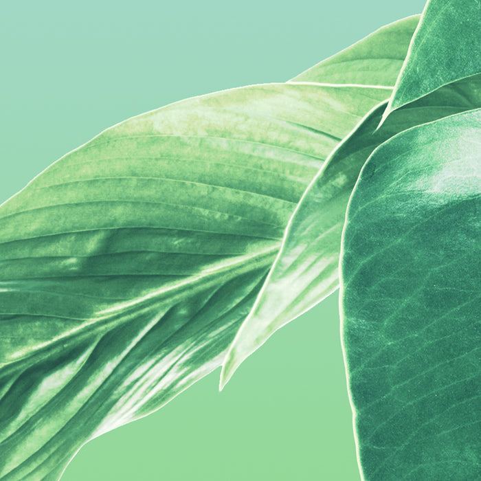 Digitaldruck Vlies Fototapete | Evergreen | 200 x 250 cm