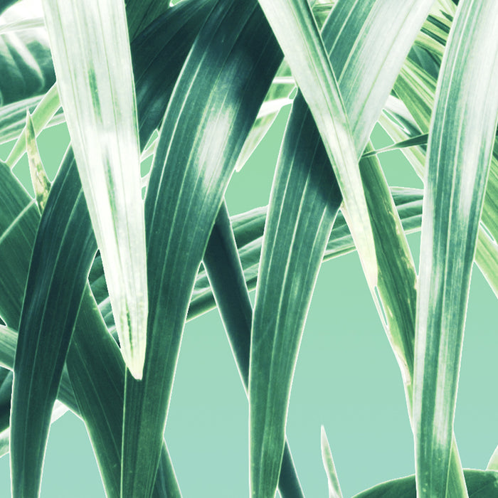 Digitaldruck Vlies Fototapete | Evergreen | 200 x 250 cm