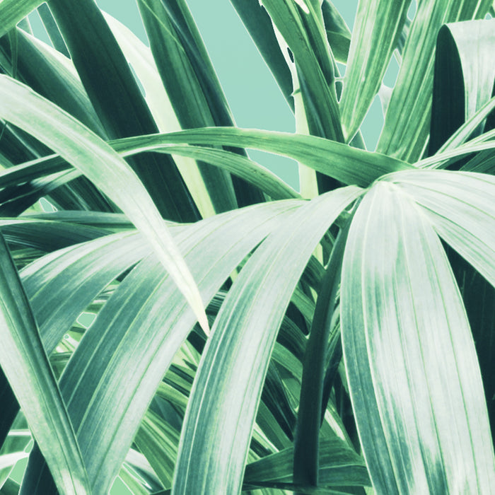 Digitaldruck Vlies Fototapete | Evergreen | 200 x 250 cm