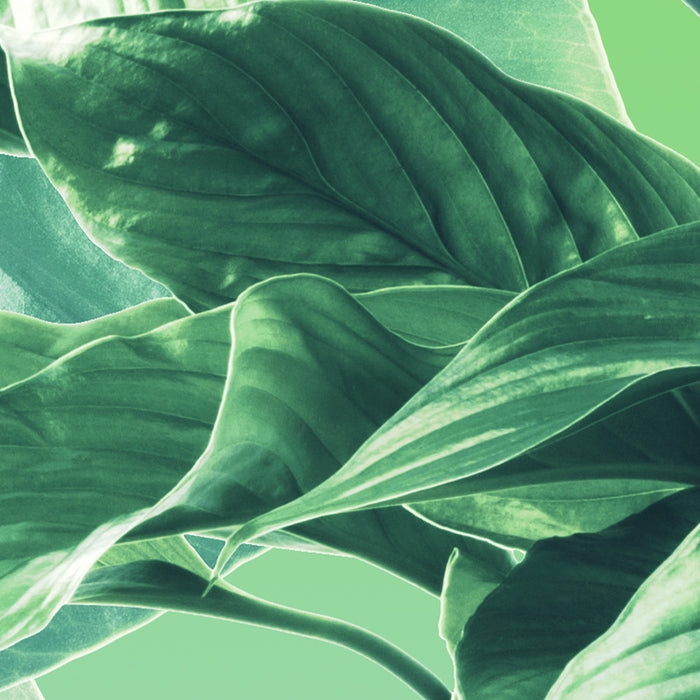 Digitaldruck Vlies Fototapete | Evergreen | 200 x 250 cm