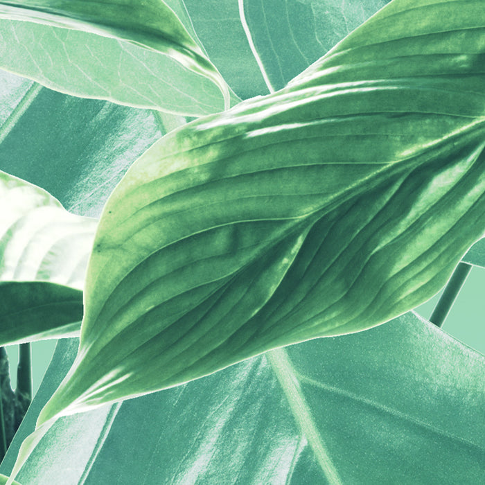 Digitaldruck Vlies Fototapete | Evergreen | 200 x 250 cm