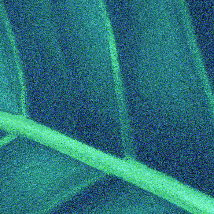 Digitaldruck Vlies Fototapete | Foliage | 200 x 250 cm
