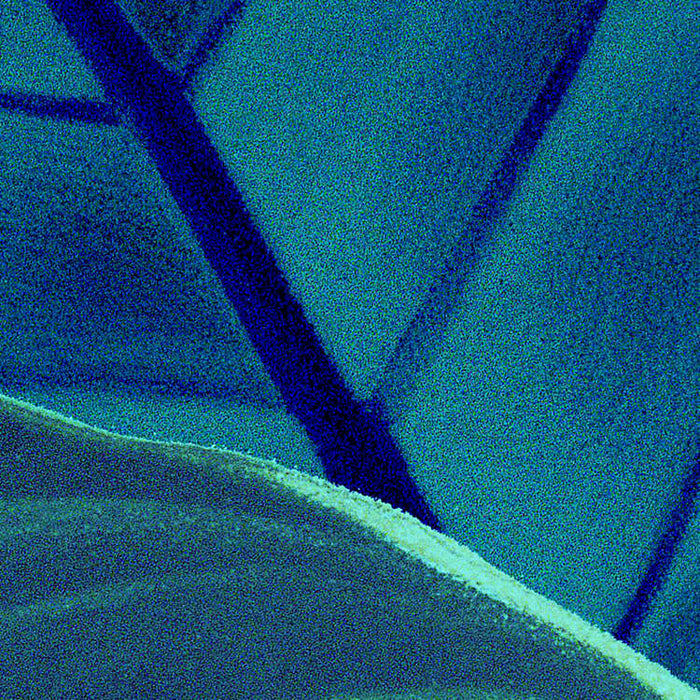 Digitaldruck Vlies Fototapete | Foliage | 200 x 250 cm