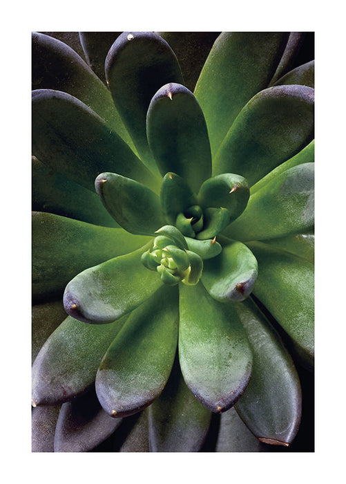 Wandbild - Succulent Single