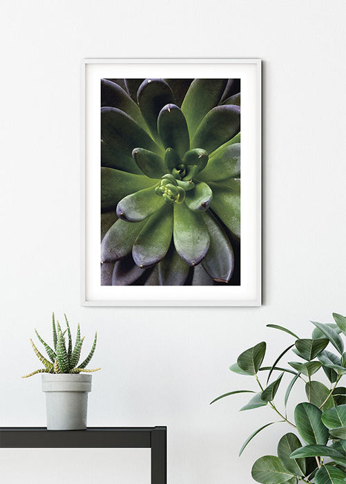 Wandbild - Succulent Single