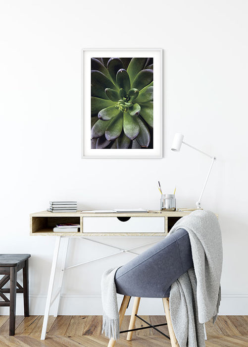 Wandbild - Succulent Single