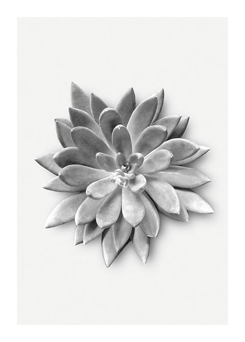 Komar NEU | Wandbild - Succulent Agave - Größe 30 x 40 cm