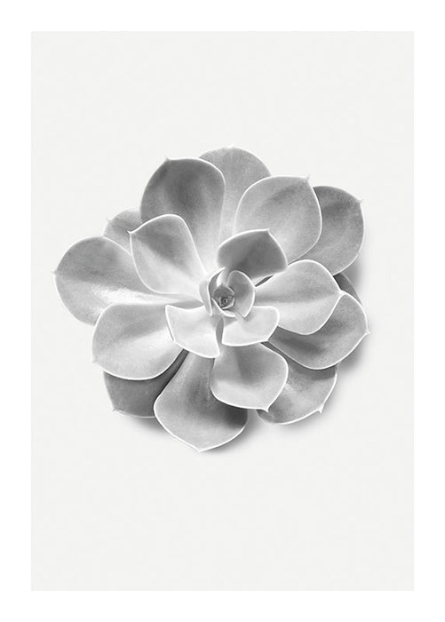 Wandbild - Succulent Aeonium