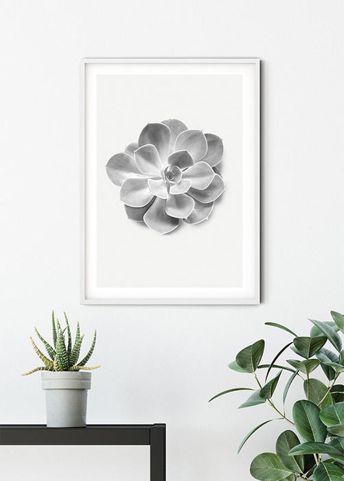 Komar NEU | Wandbild - Succulent Aeonium - Größe 30 x 40 cm