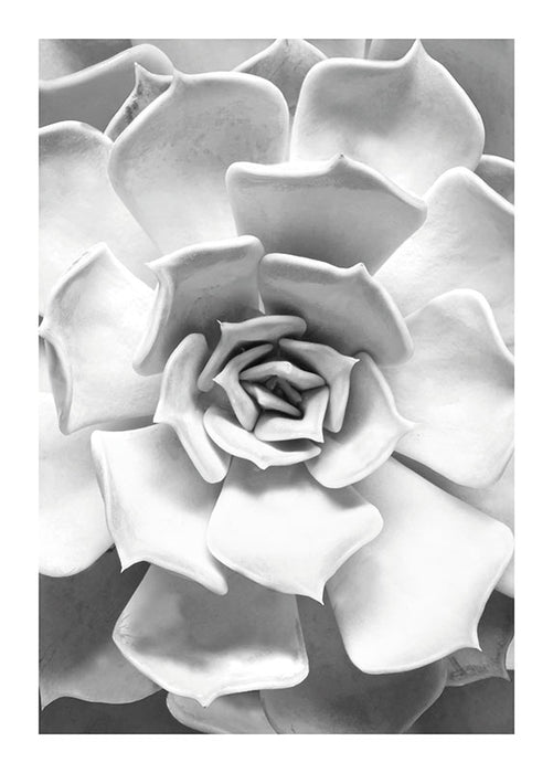 Wandbild - Succulent Closeup