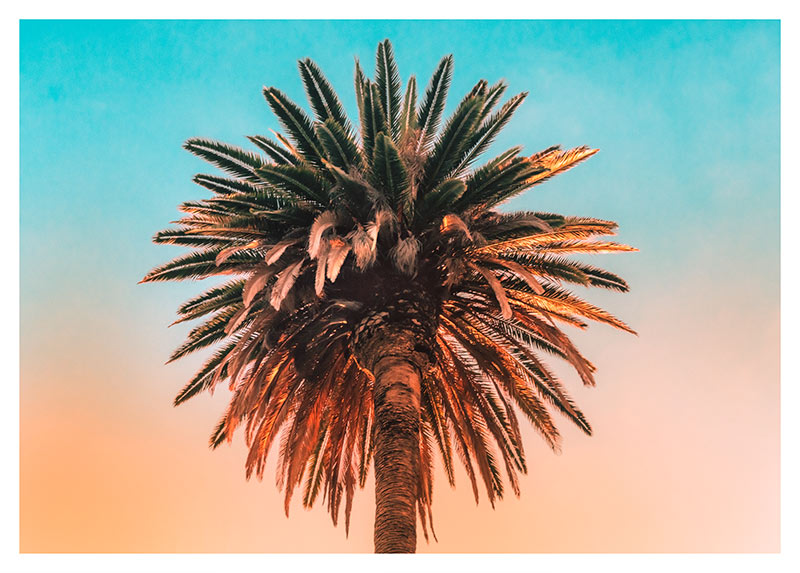 Wandbild - Palm Tree