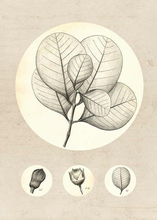 Wandbild - Transparent Leaf