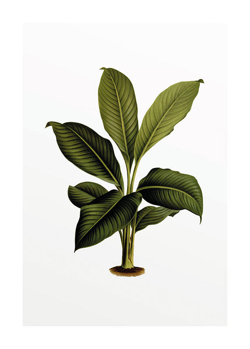 Wandbild - Elastica Leaf