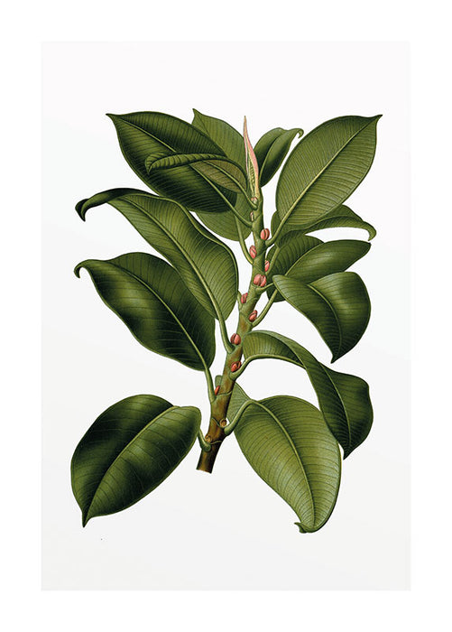 Wandbild - Elastica Tree