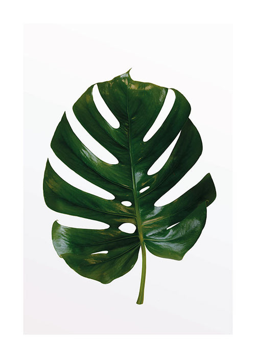 Komar NEU | Wandbild - Monstera Leaf - Größe 30 x 40 cm