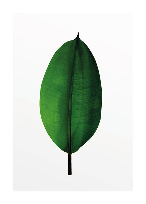 Wandbild - Ficus Leaf