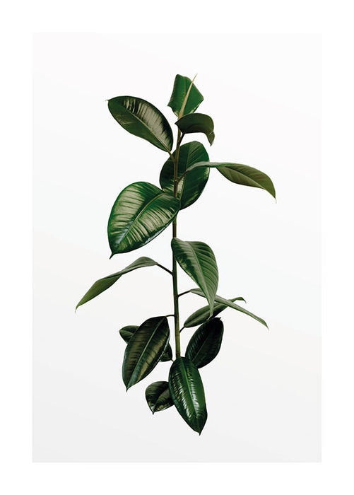Komar NEU | Wandbild - Ficus Branch - Größe 40 x 50 cm