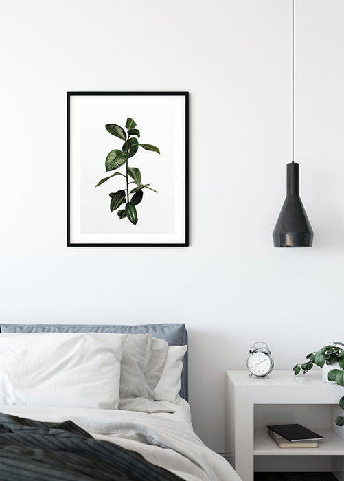 Komar NEU | Wandbild - Ficus Branch - Größe 40 x 50 cm