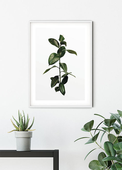 Komar NEU | Wandbild - Ficus Branch - Größe 50 x 70 cm