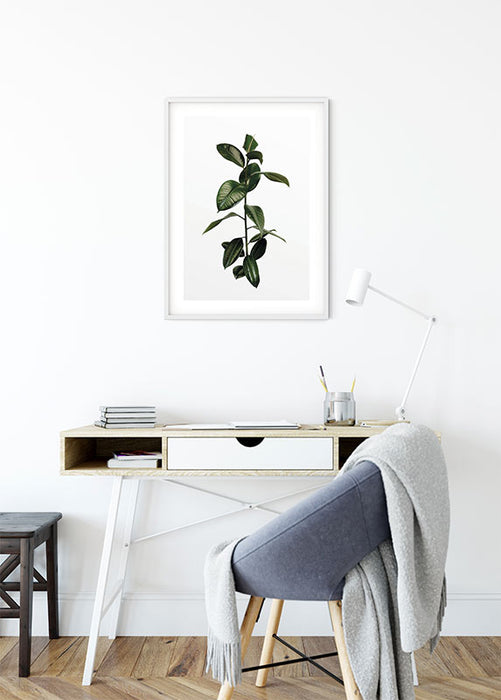 Komar NEU | Wandbild - Ficus Branch - Größe 40 x 50 cm