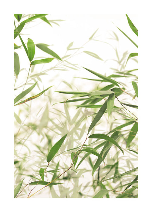 Komar NEU | Wandbild - Bamboo Leaves - Größe 30 x 40 cm