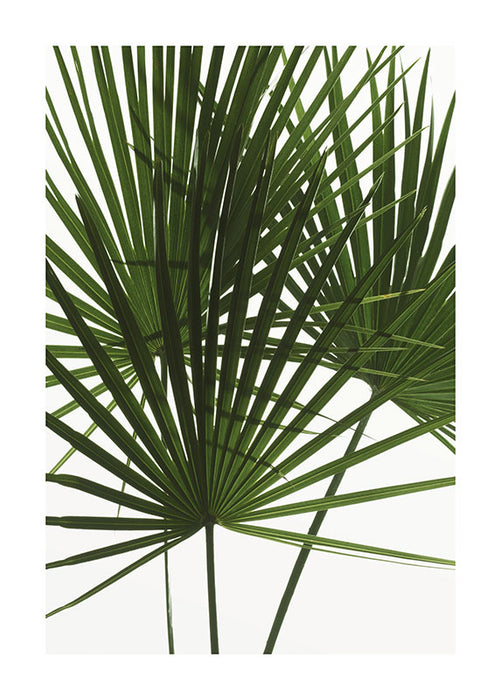 Wandbild - Palmtree Leaves