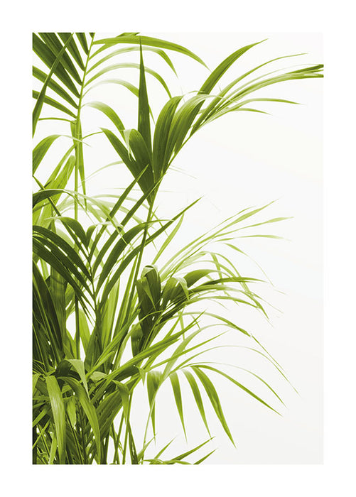 Wandbild - Reed Leaves