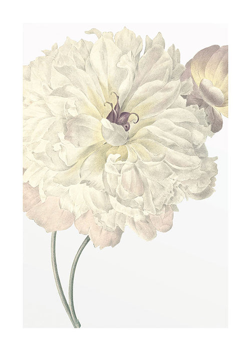 Wandbild - Illustration Dahlia