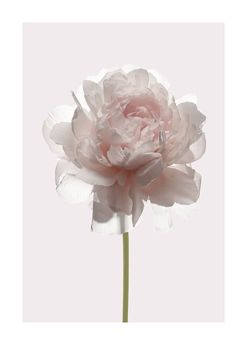 Wandbild - Rose
