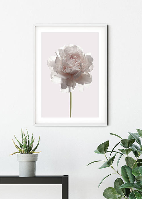 Wandbild - Rose