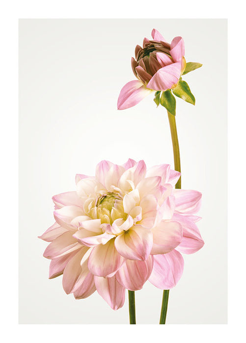 Wandbild - Dahlia