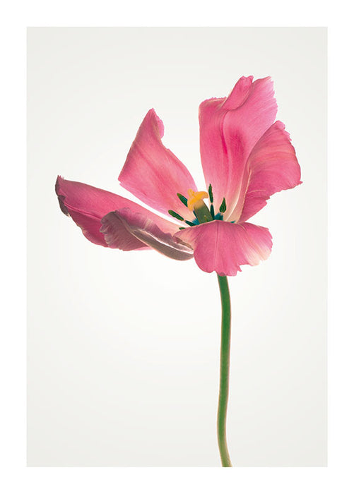 Wandbild - Tulip