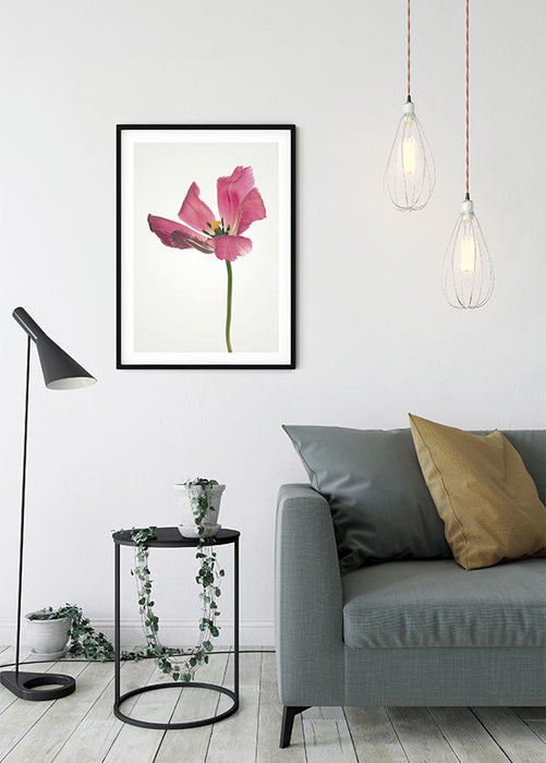 Wandbild - Tulip