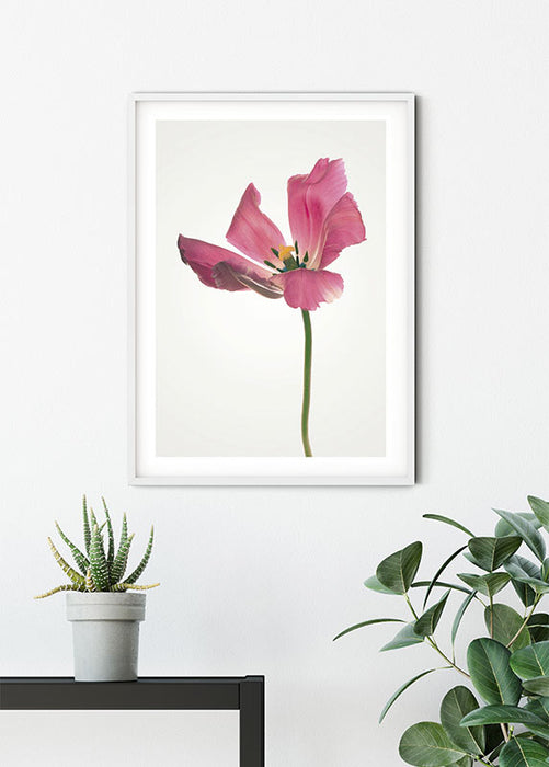 Wandbild - Tulip