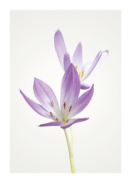 Wandbild - Autumn Crocus
