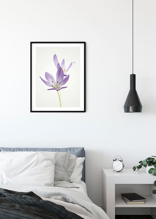 Wandbild - Autumn Crocus