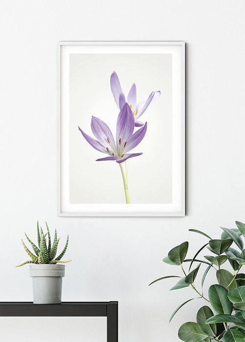 Wandbild - Autumn Crocus