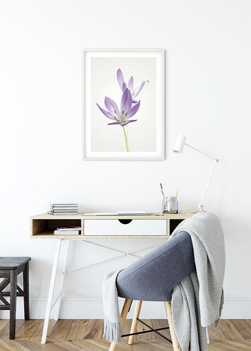 Wandbild - Autumn Crocus