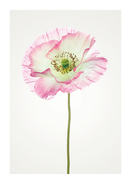 Wandbild - Poppy
