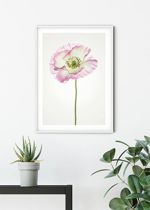 Wandbild - Poppy