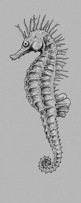 Digitaldruck Vlies Fototapete | Seahorse Panel | 100 x 250 cm
