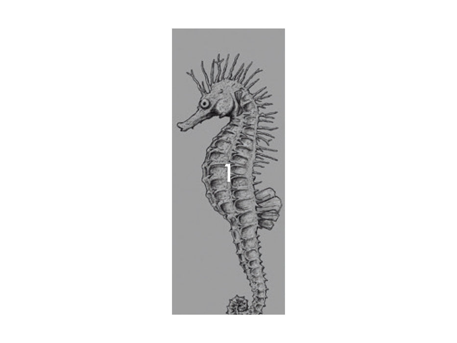 Digitaldruck Vlies Fototapete | Seahorse Panel | 100 x 250 cm