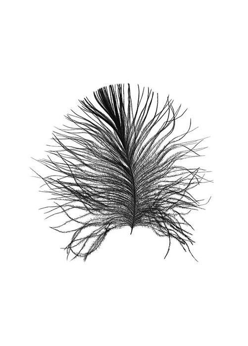 Wandbild - Feather White