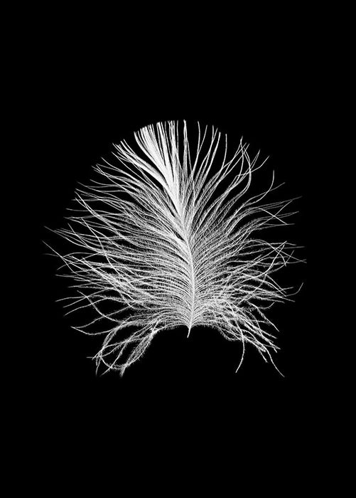 Wandbild - Feather Black
