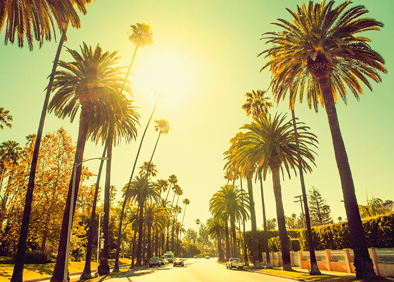 Komar NEU | Wandbild - Palm Alley - Größe 70 x 50 cm